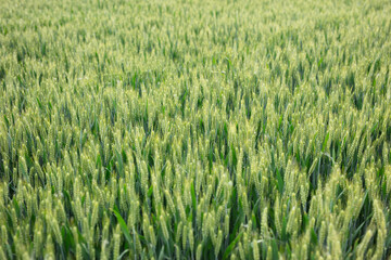 Green wheat growing well in farmland