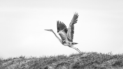 Blue Heron, mono chrome