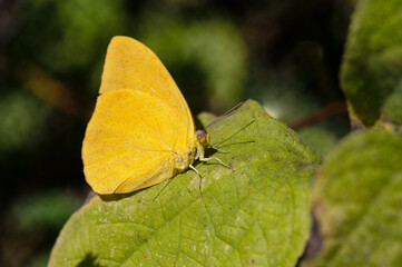 Close up photograph of a sulphur butterfly on a green leaf. blurred background with space for copy.