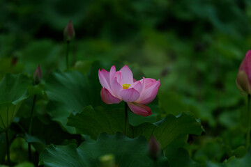 Fototapeta premium 蓮の花