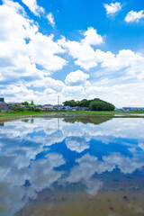 田んぼに映る空