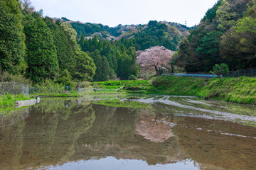 Obraz premium 一本桜