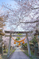 桜と鳥居