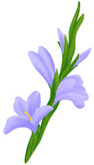 Purple Gladiolus  is one of the birth flowers for August