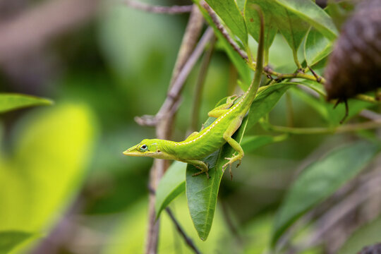 A gorgeous green anole (Anolis carolinensis) at Rye Preserve, Florida