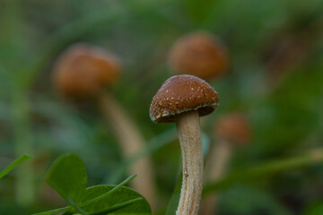 mushroom in the forest