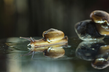 snail with beautiful reflection