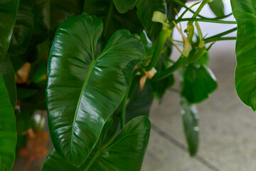 Close-up view of  Philodendron leaves