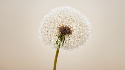 Dandelion Dreams: A solitary dandelion stands tall, its delicate seeds poised for flight against a soft, neutral backdrop, evoking a sense of hope, fragility, and the ephemeral nature of beauty.