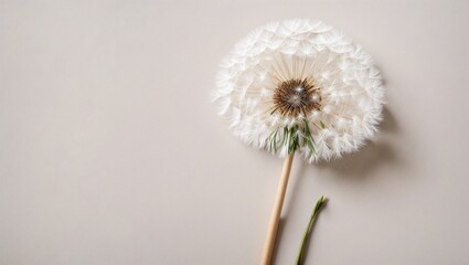 Dandelion Wishes: A single, delicate dandelion seed head, poised on a soft beige background, captures the fleeting beauty of nature's cycle. Its wispy seeds, ready to scatter and spread, evoke a sense