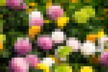 A close up of a field of flowers with a pixelated effect. The flowers are a mix of pink, white, and yellow. Concept of beauty and tranquility, as the flowers are arranged in a natural setting