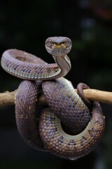 Potrait Mangrove pit viper ( Trimeresurus purpureomaculatus ) on a tree branch