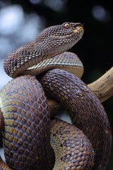 Potrait Mangrove pit viper ( Trimeresurus purpureomaculatus ) on a tree branch