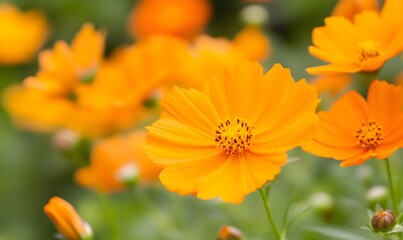 Fototapeta premium A bunch of orange flowers with a yellow center, Generative AI