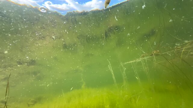 Common backswimmer (Notonecta glauca) swimming in the pond. Estonia.