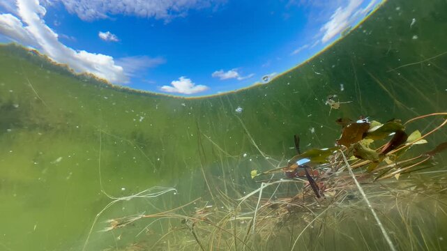 Common backswimmer (Notonecta glauca) swimming in the pond, underwater footage from below against the surface. Estonia.