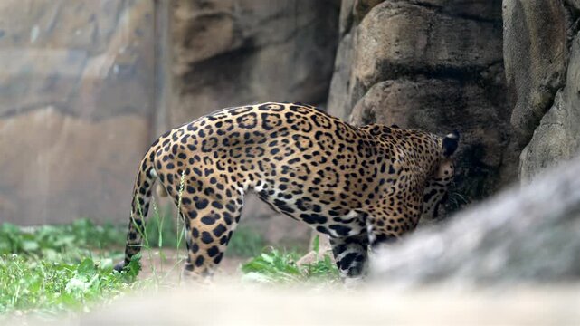 Zoomed footage captures a jaguar in a zoo enclosure, pacing near rocky formations. The big cat walks towards the camera with an open mouth, then turns and repeats the pattern.