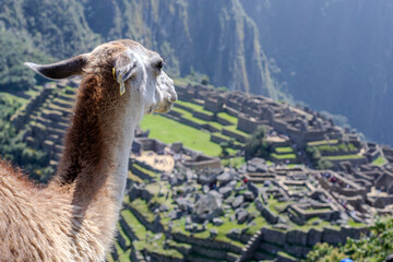 Llama en Pachu Picchu