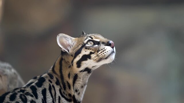 Slow-motion footage captures a spotted wildcat's stare. The ocelot, focuses its gaze upward and forward, showcasing its alertness. A blurred background emphasizes the cat's sharp features.