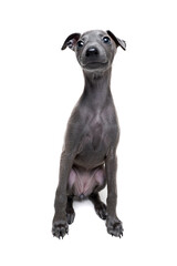 Italian Greyhound puppy happy dog