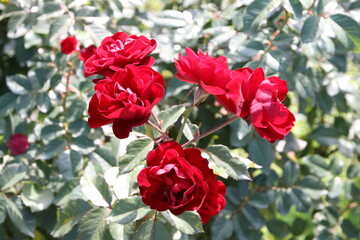 Obraz premium 秋の薔薇。ラバグルート。