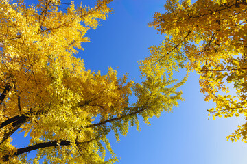 Golden leaves of ginkgo tree  (Ginkgo biloba) againt blue sky in autumn day. Texture and background.
