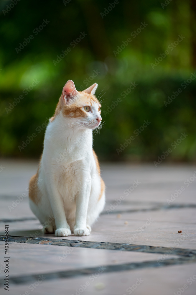 Poster Outdoors, cat sitting on the ground