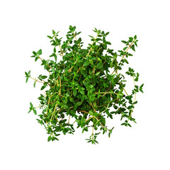 Obraz premium Thyme Isolated On A White Background