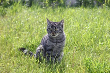 Gray tabby cat sits in a lush green grassy field and looks off to the side, ready for hunt.