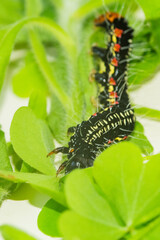 フクラスズメの幼虫