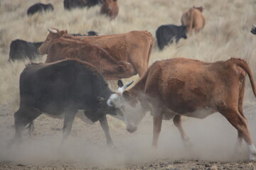 Toros en Lucha