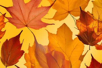 Autumn Leaves yellow and orange Background - transparent cell structure