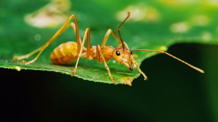 Red ant standing on leaf and nature background.