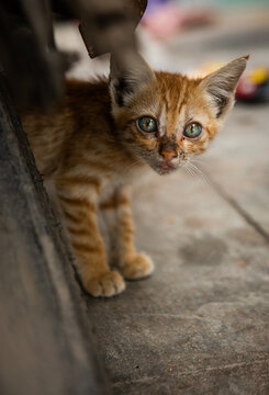 Little kitten sitting on a street. Portrait of stray dirty cat outdoors