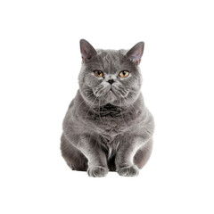 A Large Serious Grey Cat Isolated On A White Background