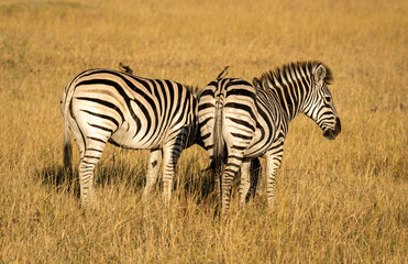 Zebras are African equines with distinctive black-and-white striped coats