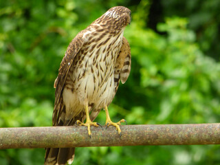 Cooper Hawk in New England, MA