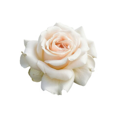 Fototapeta premium A Beautiful Lush Light White Rose Bloom Isolated On A White Background