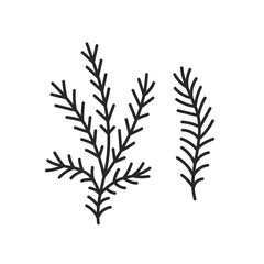 Conifer Branch Doodle Set. Hand drawn Spruce Fir Pine twig. Line art. Sketch. Isolated vector illustration. Decorative botanical element.