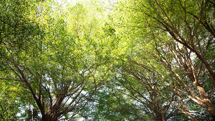 relax moment to look giant tree on sky in sunny day