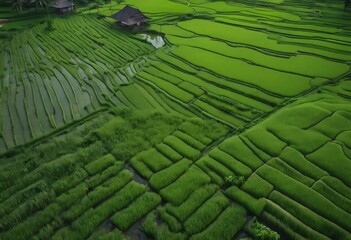 Fototapeta premium sprouts young fields traditional green method paddy Balinese flood rice setting cultivating drone village seedlings Top view beautiful velvet Aerial Land Agriculture Landscape Farm