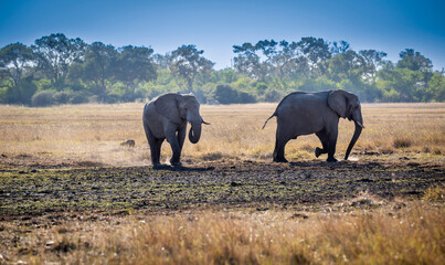 The African bush elephant, Loxodonta africana, also known as the African savanna elephant. Is the...