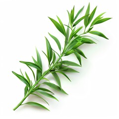 Obraz premium A sprig of tarragon, herb element, photorealistic, green, isolated on white background