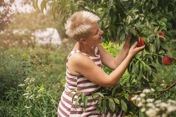 A middle-aged white blonde woman collects peaches in a bucket in the garden. A gardener on an...