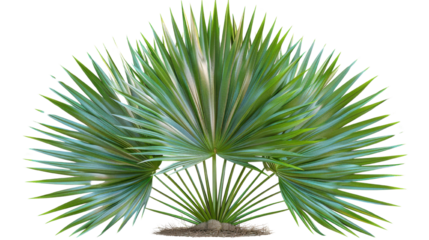 Tropical palm leaf PNG isolated on transparent background, summer design element.