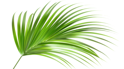 Tropical palm leaf PNG isolated on transparent background, summer design element.