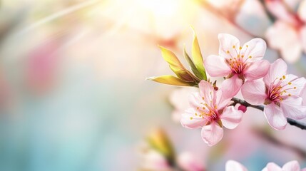 Blossoms in full bloom, soft sunlight, tranquil garden, early spring