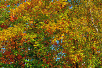 Red orange yellow autumn leaves,calm on a warm sunny day