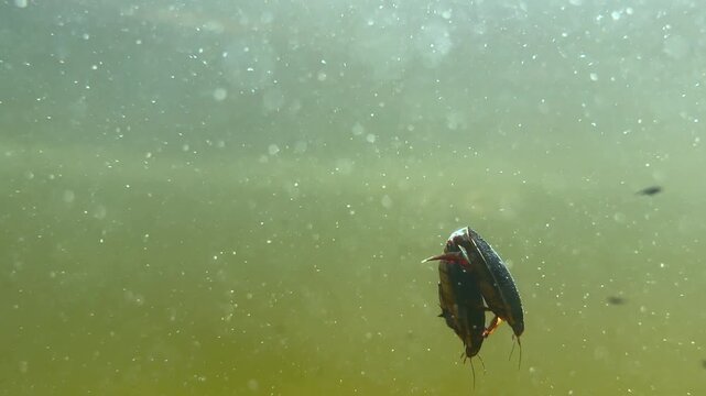 Great diving beetles (Dytiscus marginalis) mating in the pond. Estonia.