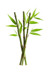 Green Bamboo Shoots Isolated